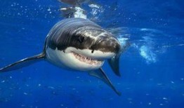 科普爆料大白鲨怎么做视频,科普视频中的捕食者生存智慧